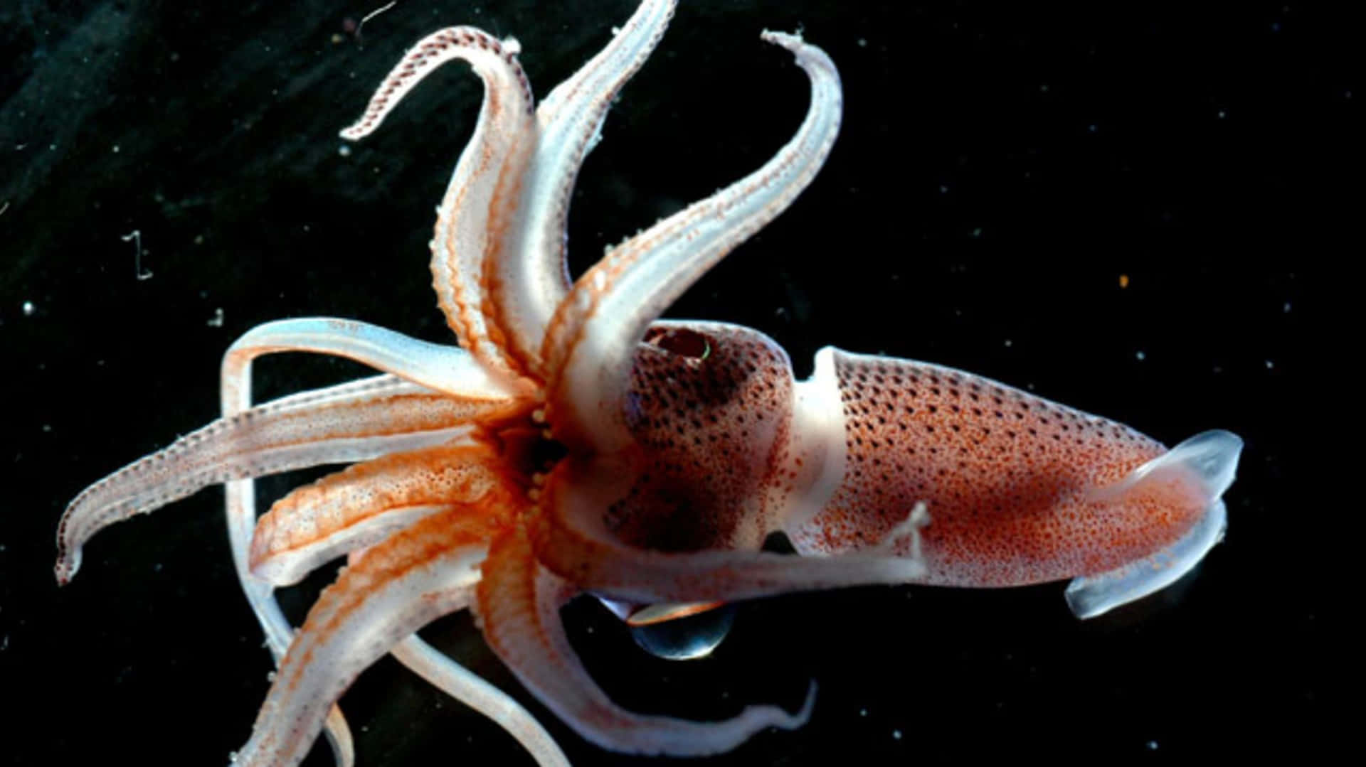 A Giant Squid Swirls Through the Ocean