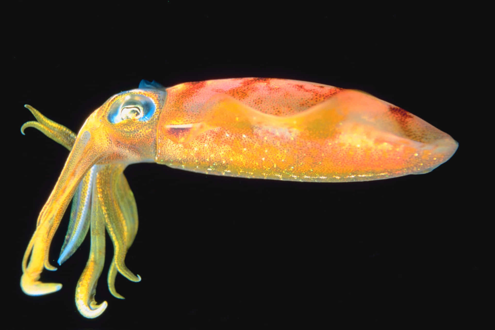 Staringeye Of A Squid: Stirrande Öga Av En Bläckfisk