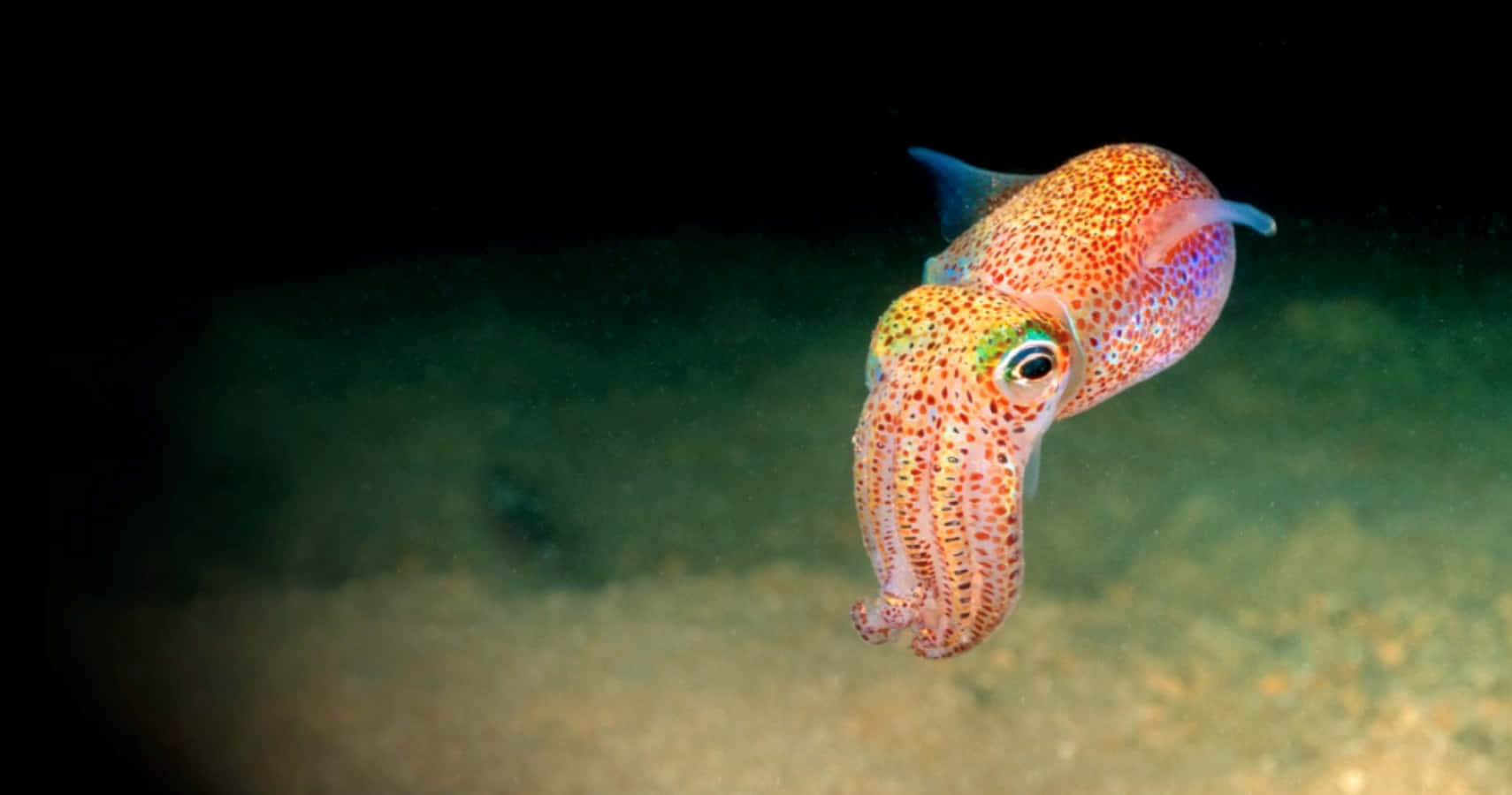 Giant squid beaching itself in the deep blue ocean.