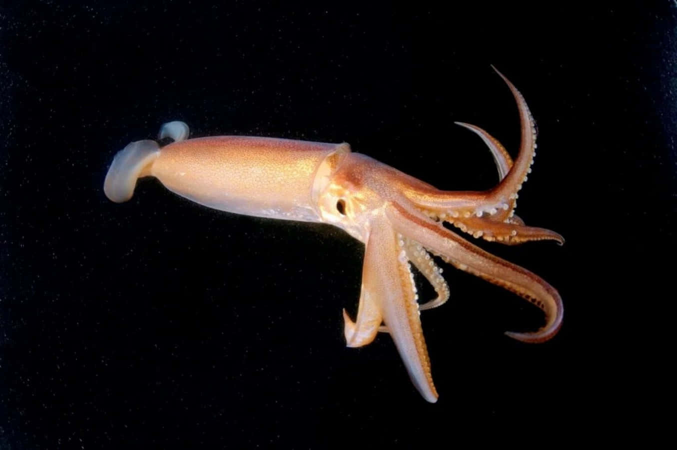 A Giant Squid Reaching Out with its Tentacles
