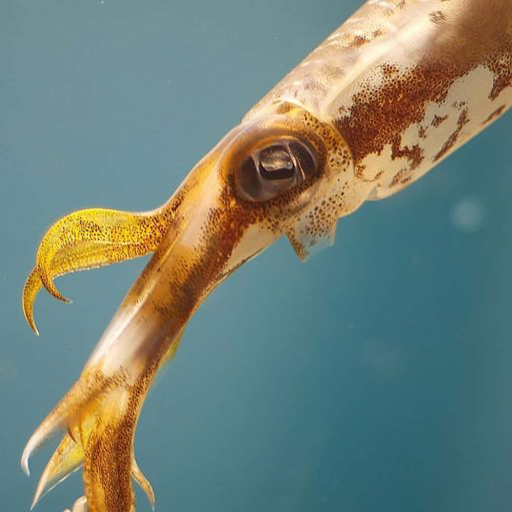 Curious Squid Swimming in the Ocean