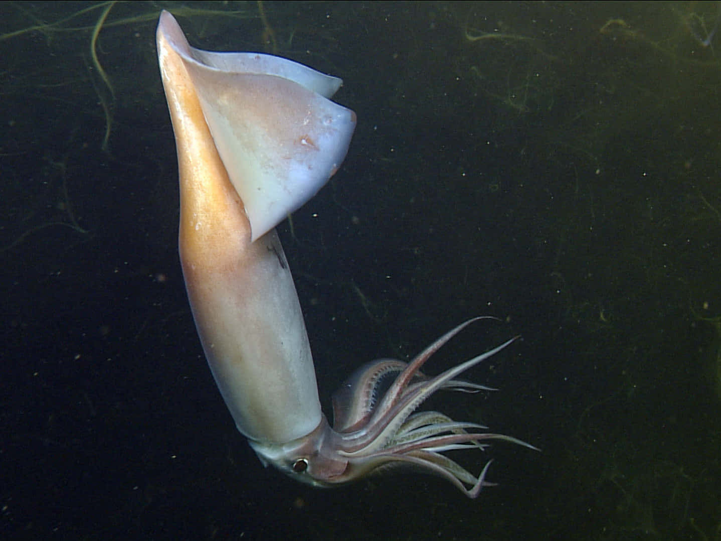 A Squid Swimming In The Water