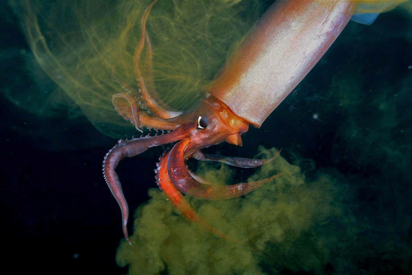 Giant Squid from the Deep Sea