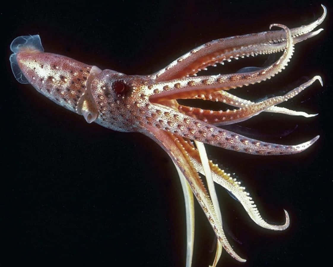 A large squid swimming freely in the crystal clear ocean.