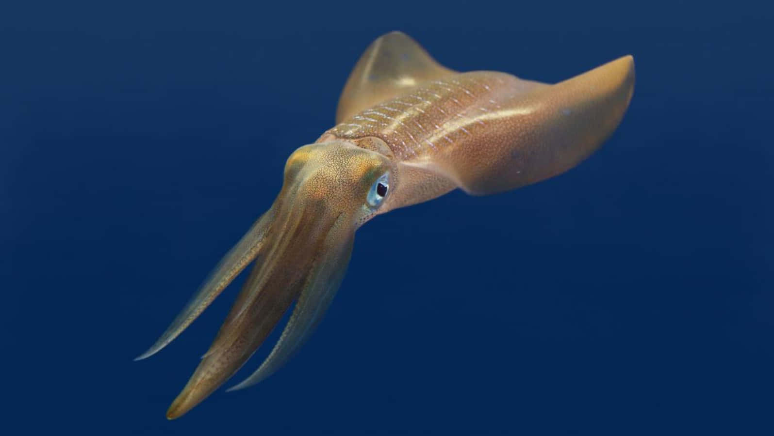 A Squid With Long Legs And A Long Tail