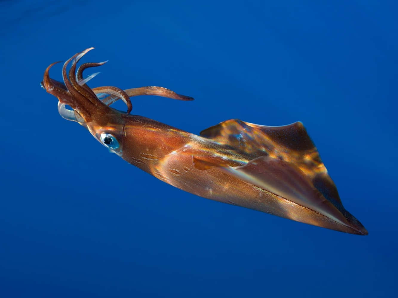 Squid Swimming Blue Ocean Wallpaper