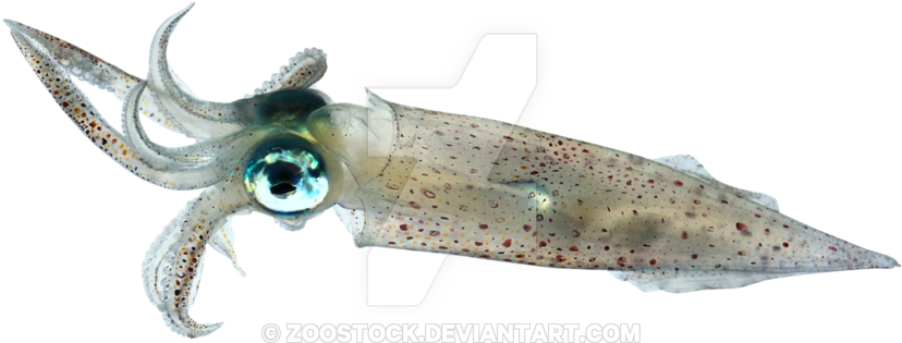 Squid Swimming Transparent Background PNG