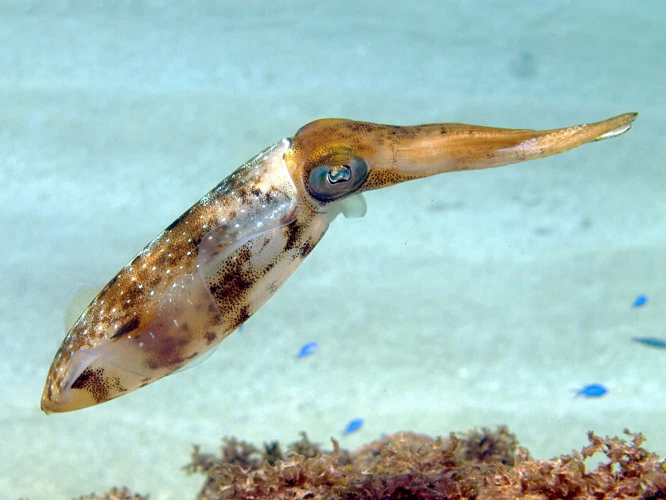 Squid Swimming Underwater.jpg Wallpaper