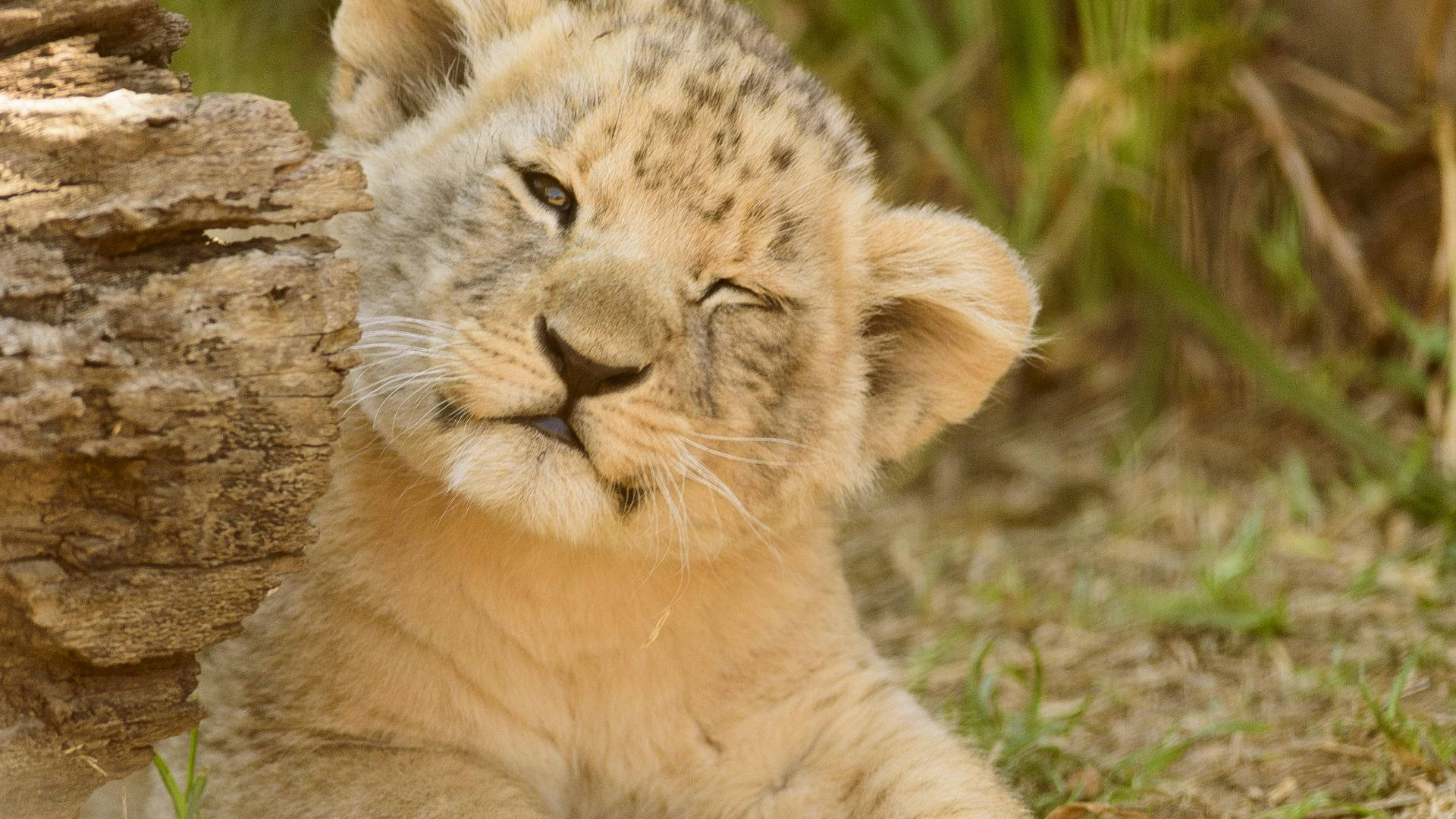 Squinting Baby Lion Wallpaper
