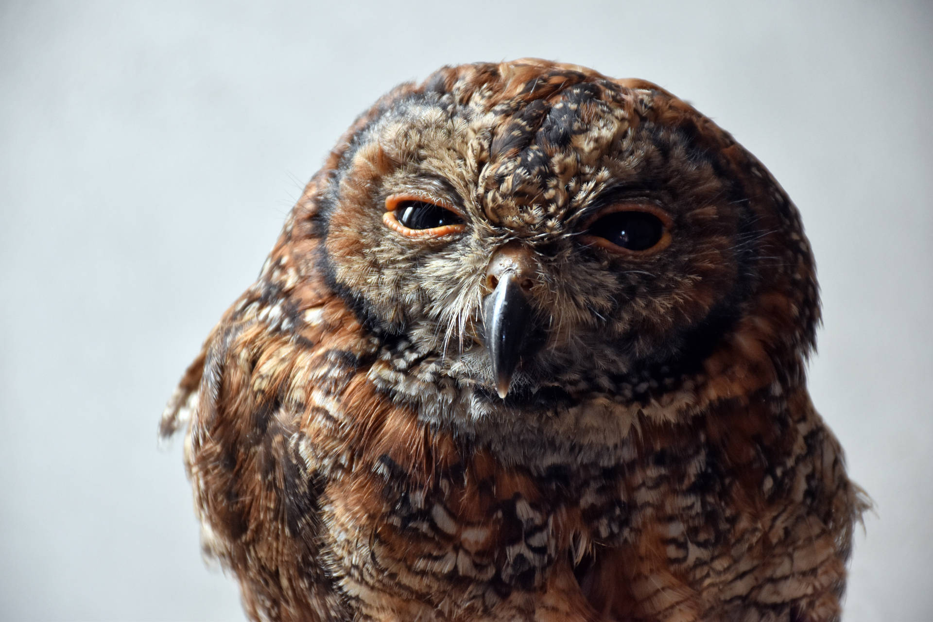 Intense Eyes of a Brown Owl Wallpaper