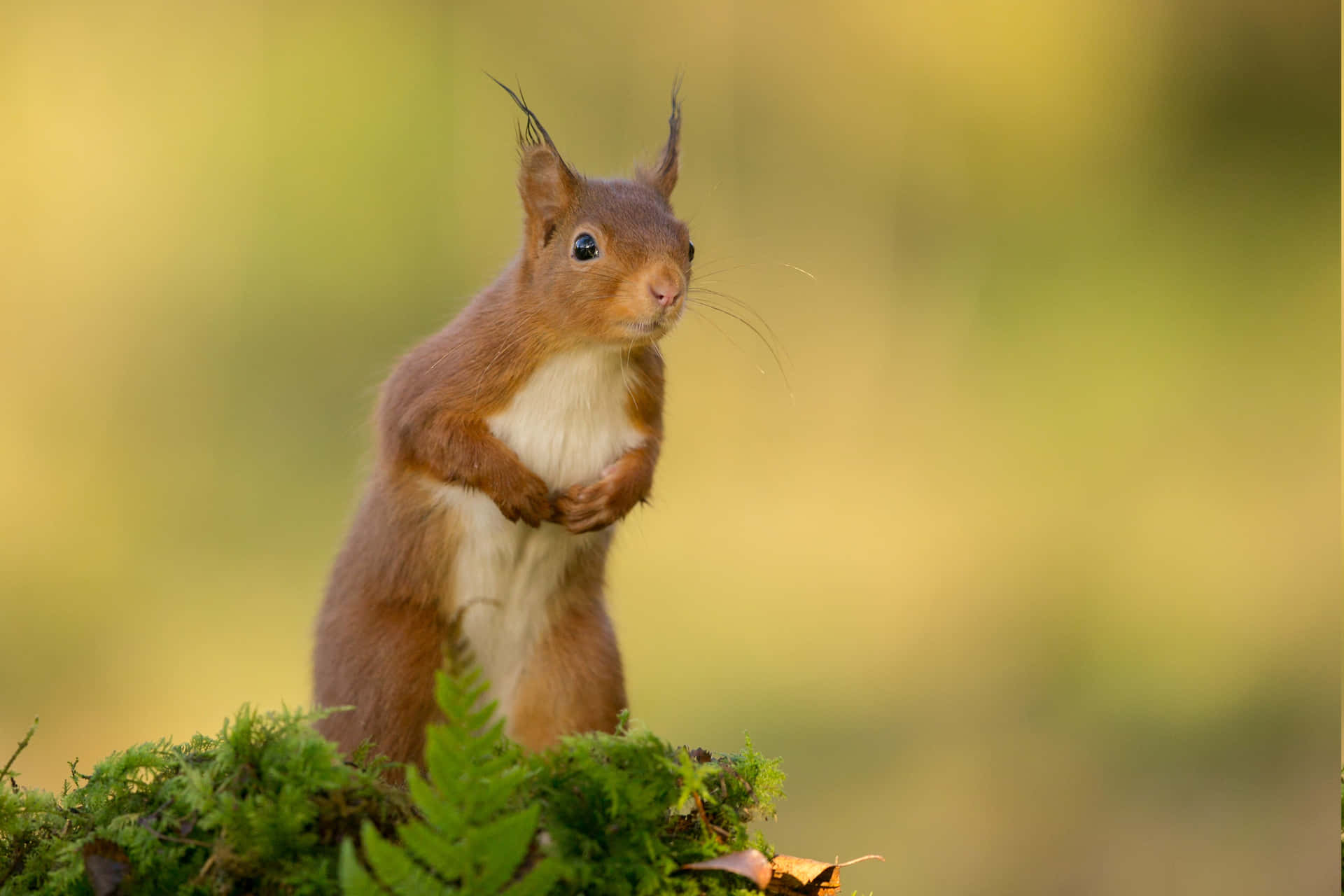 A playful squirrel perched atop a summer garden branch