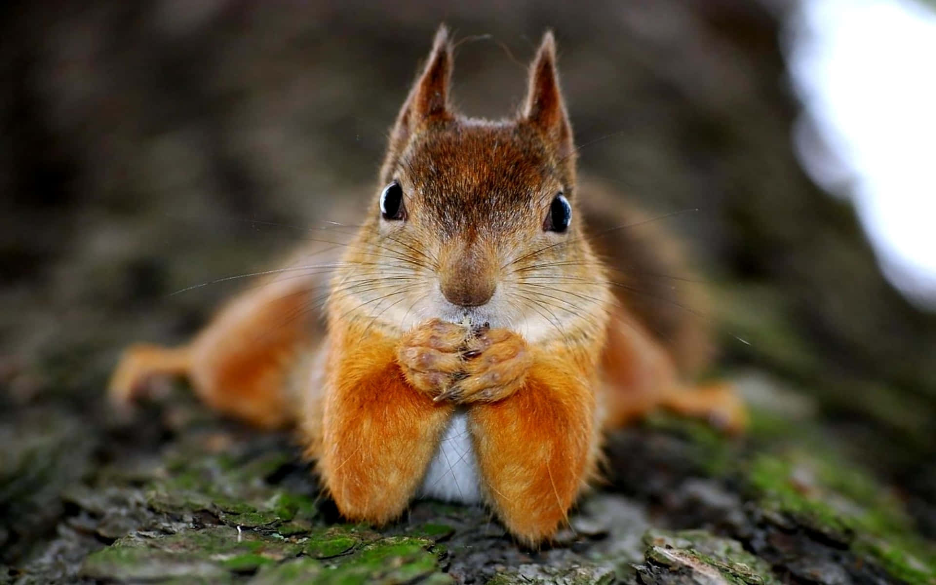 Adorable Red Squirrel Is Dining On Some Acorns