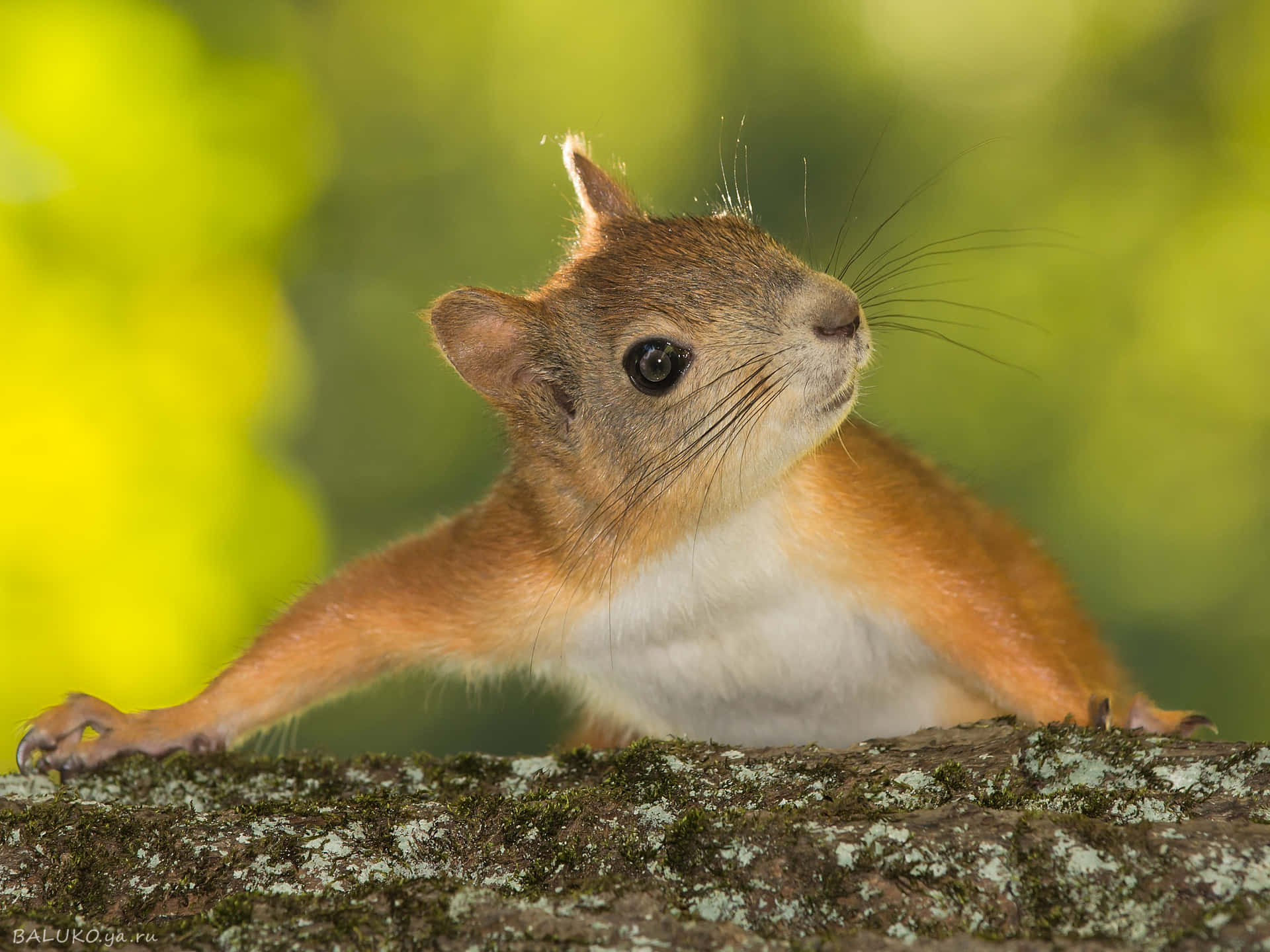 A squirrel, standing tall atop a tree branch