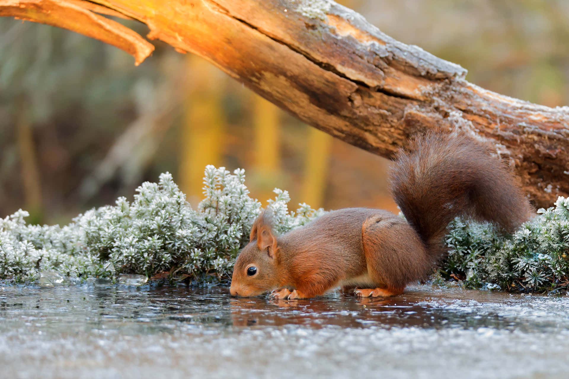 A cute and inquisitive squirrel perched on a wood trunk