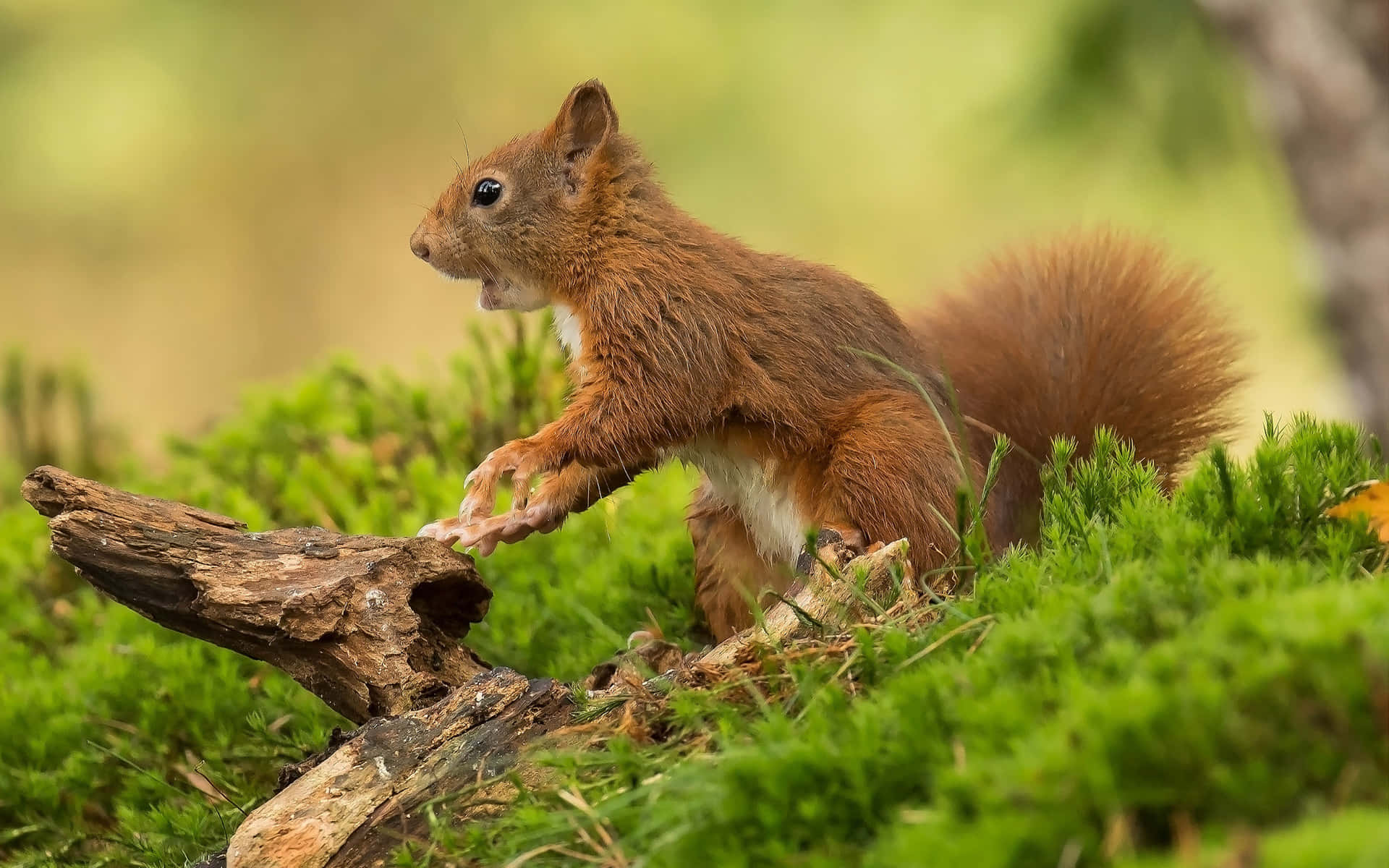 A squirrel enjoying its snack in a garden.
