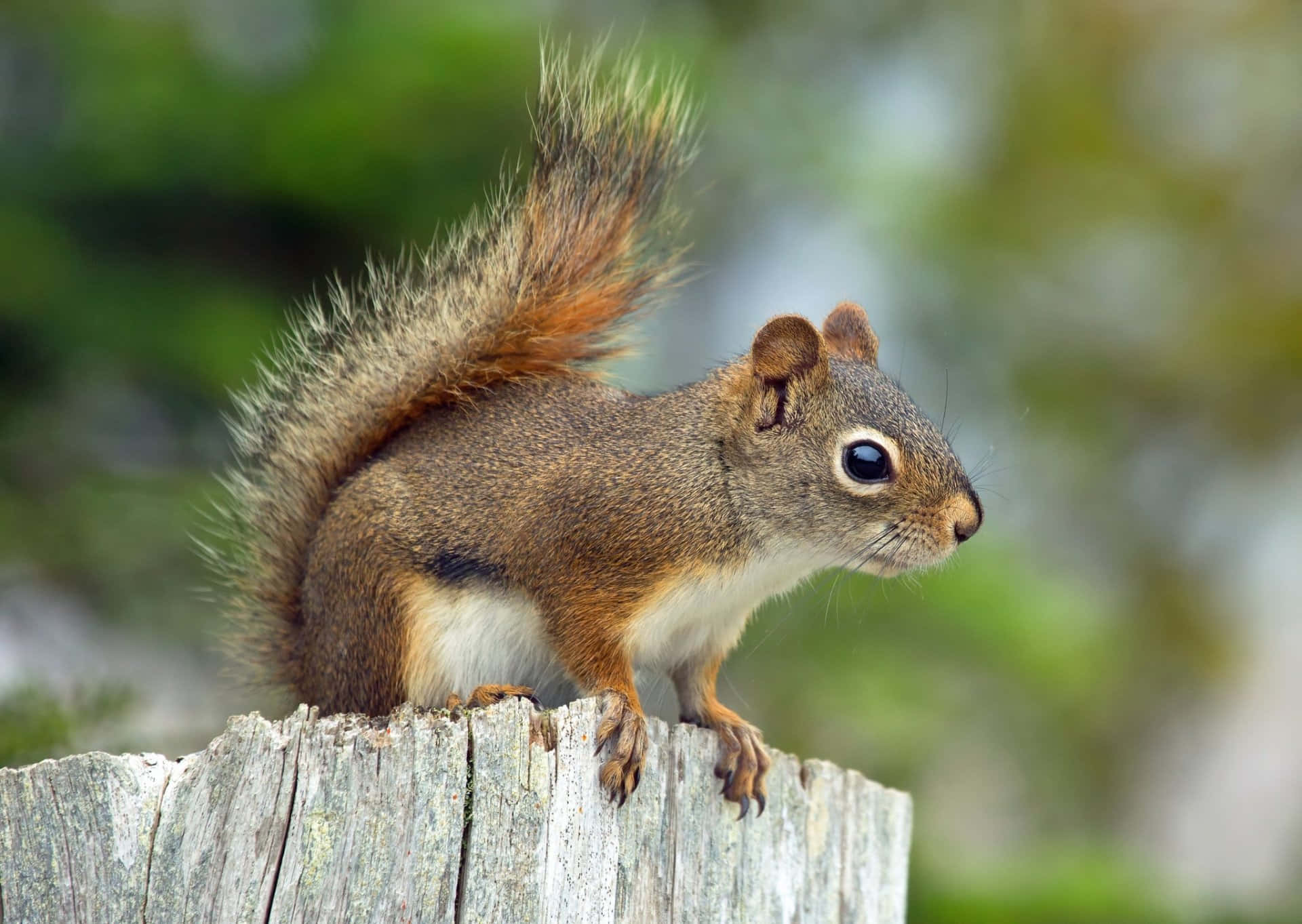 Einneugieriges Eichhörnchen Sitzt Auf Einem Baumstamm Und Sucht Nach Nahrung.
