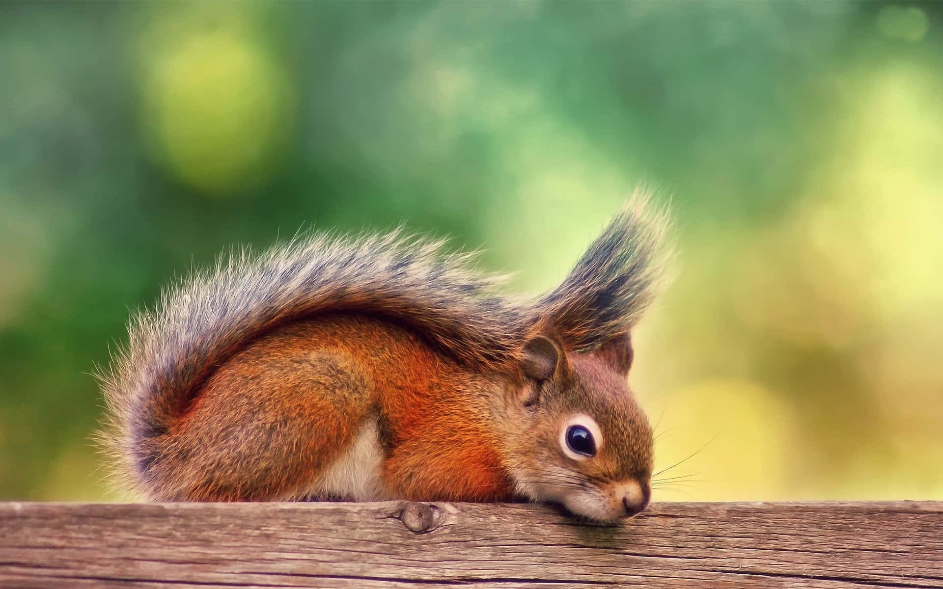 Squirrel Background