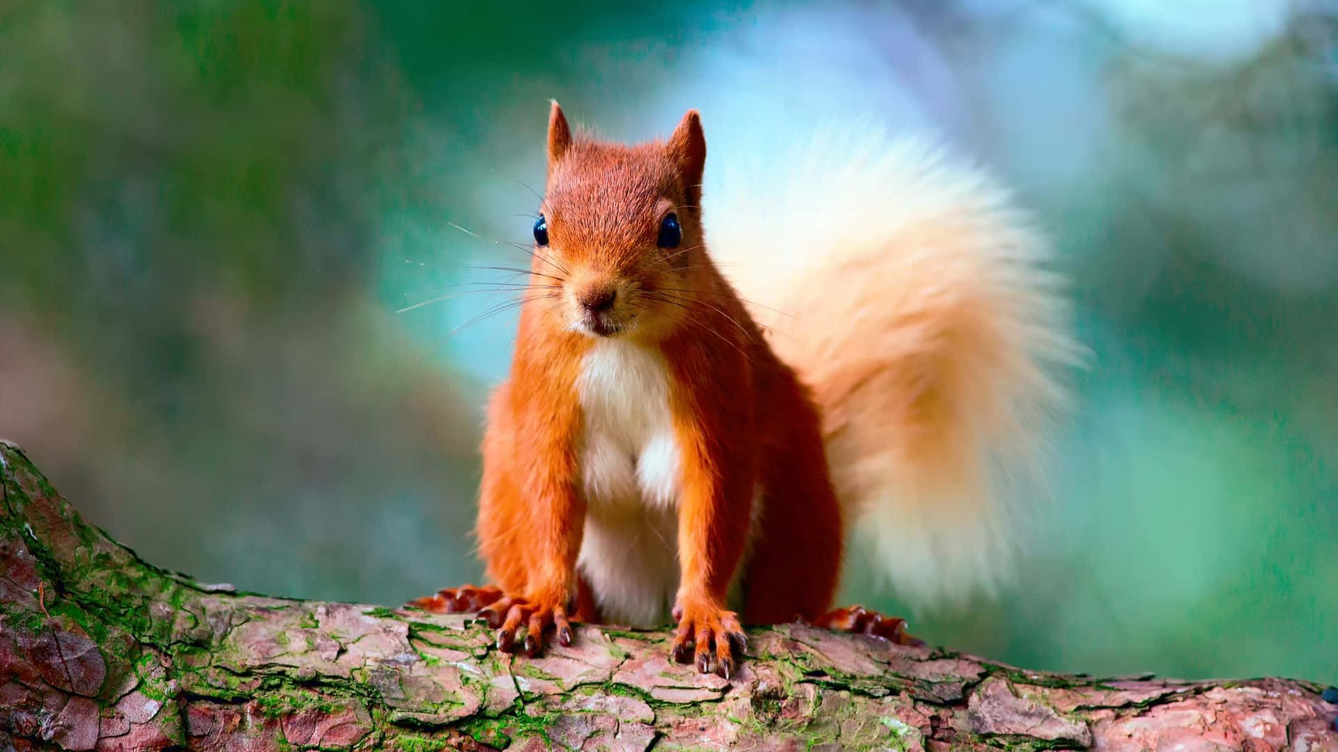 Squirrel Background