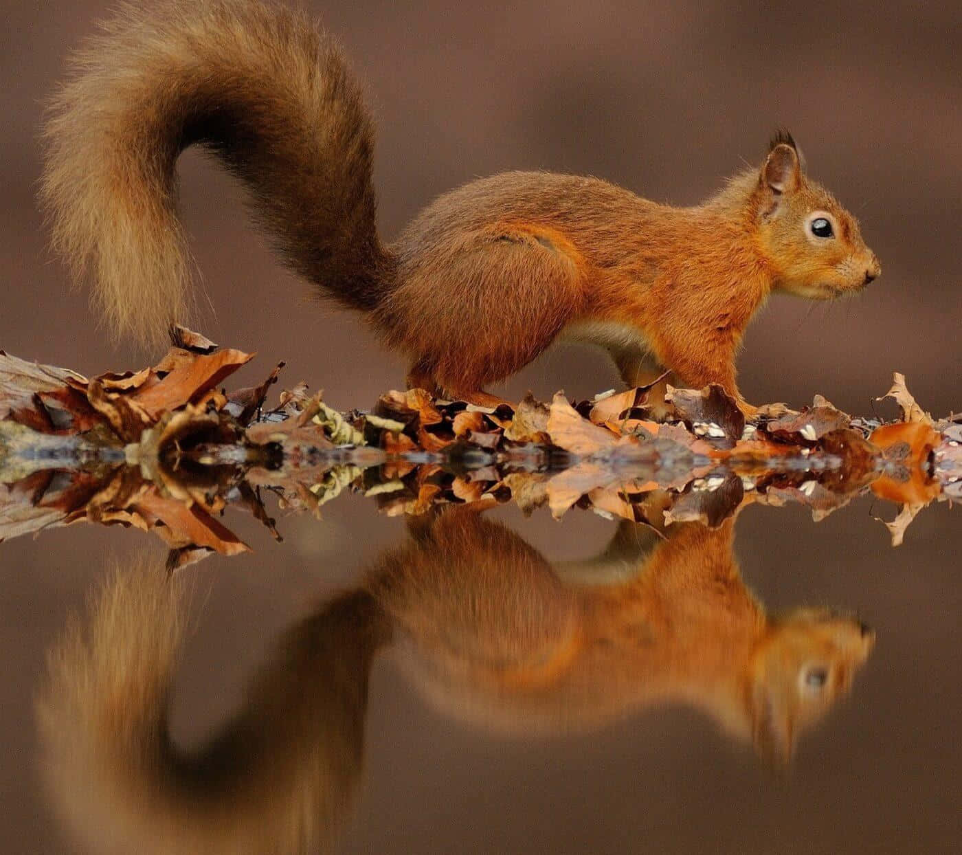 Squirrel Background