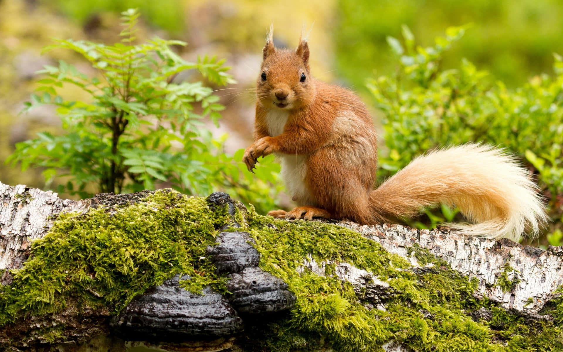 Squirrel Background