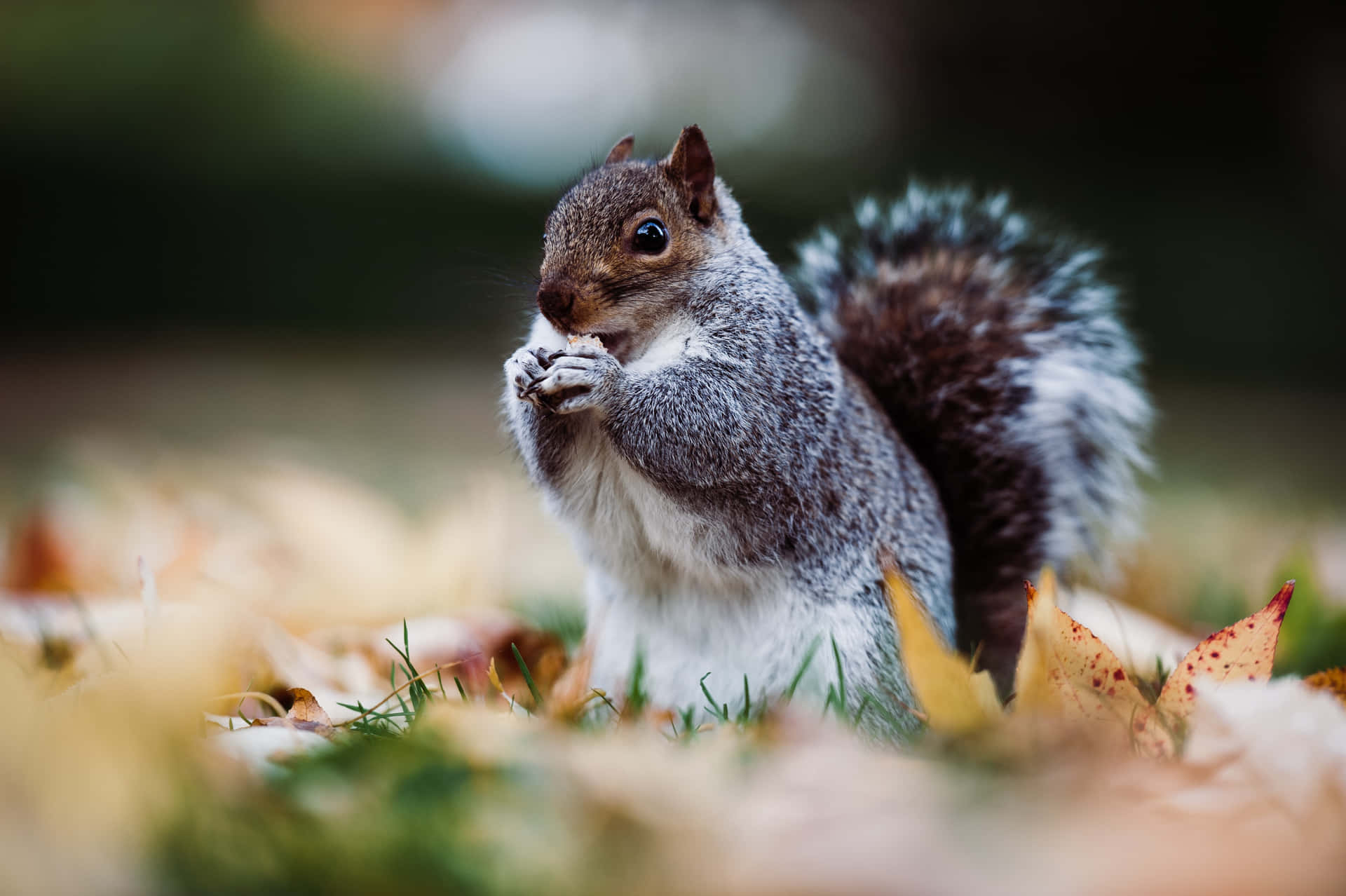 Squirrel Background