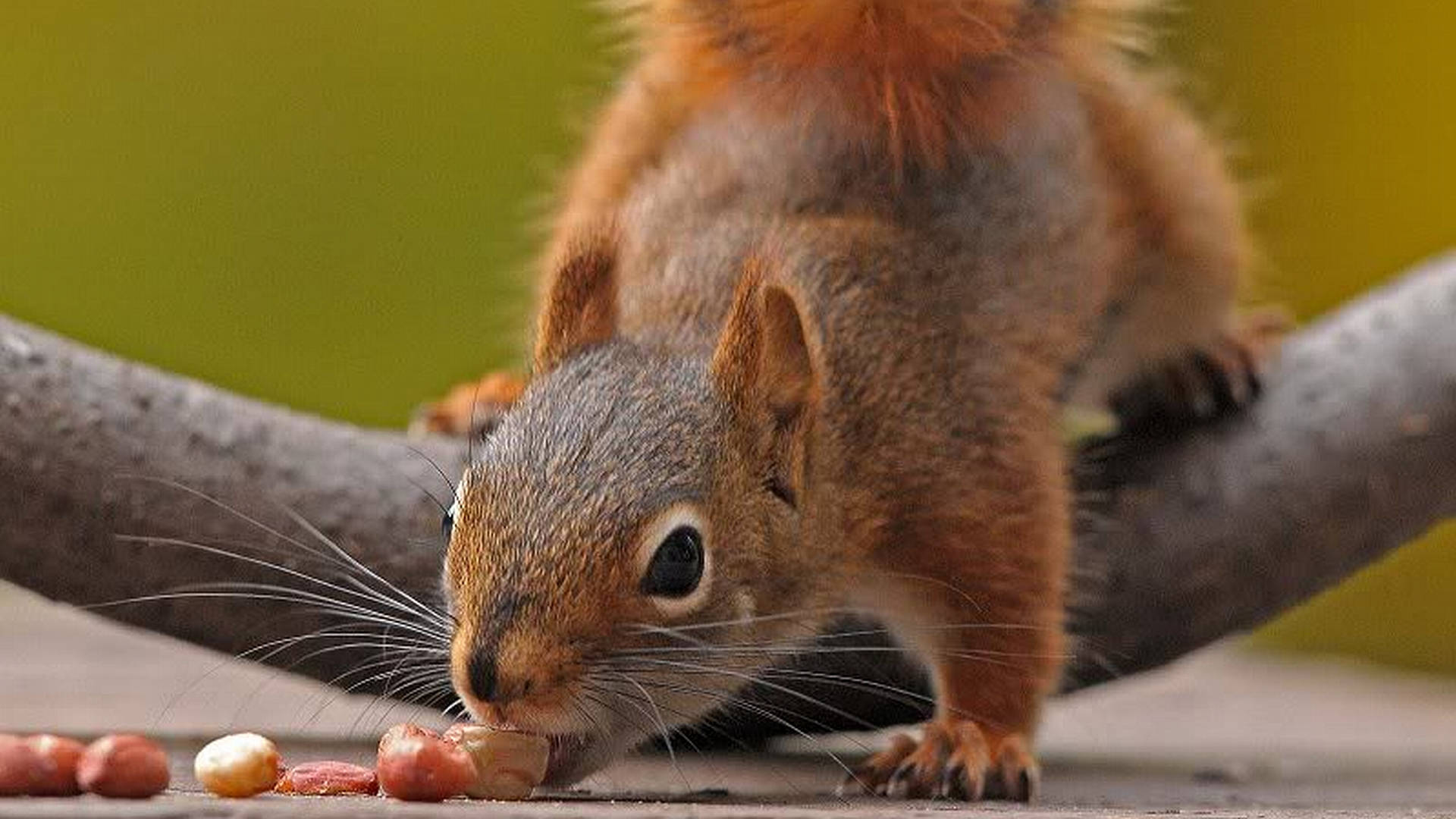 Squirrel Biting Peanut Wallpaper