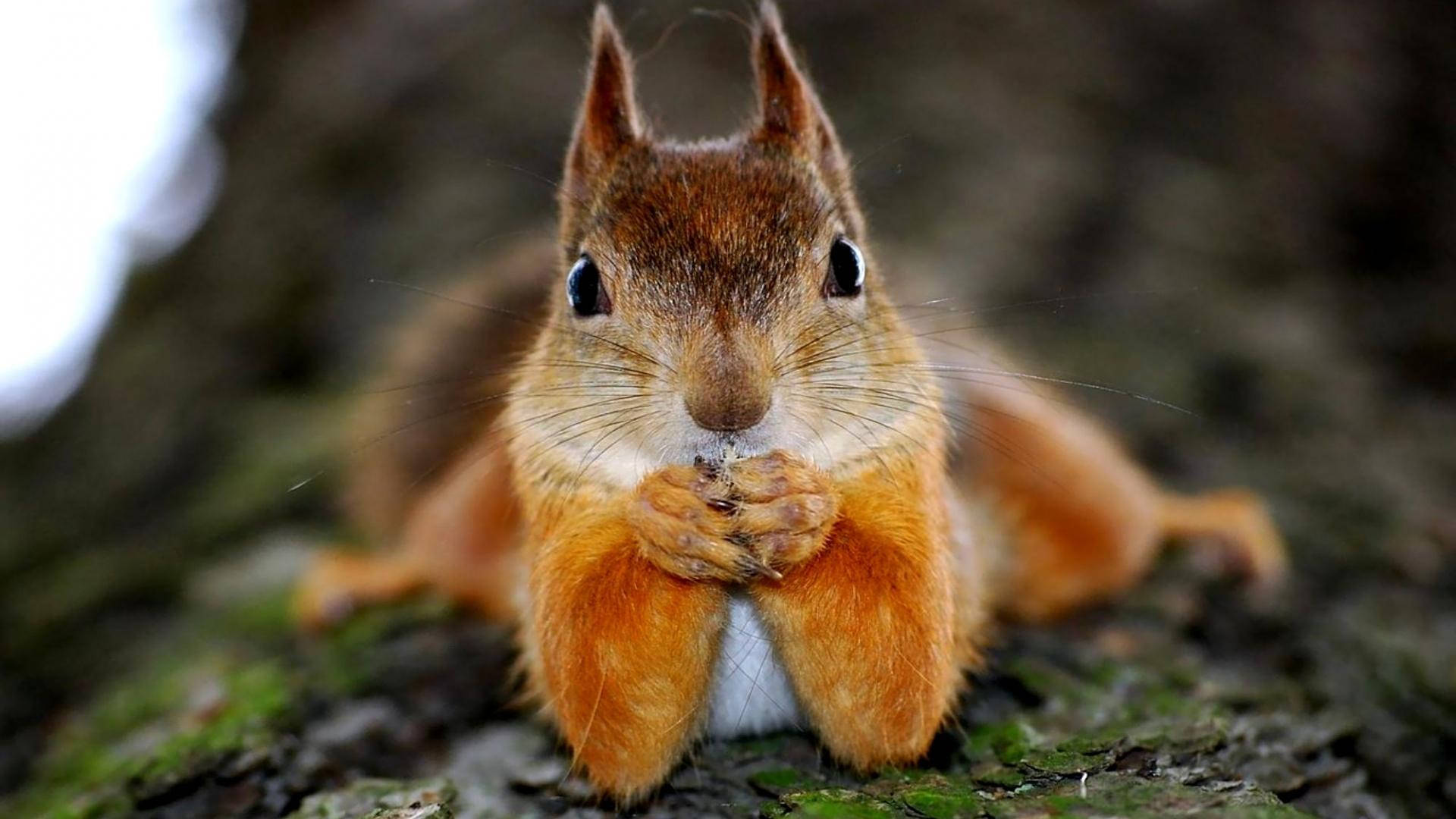 Squirrel Cute Pose