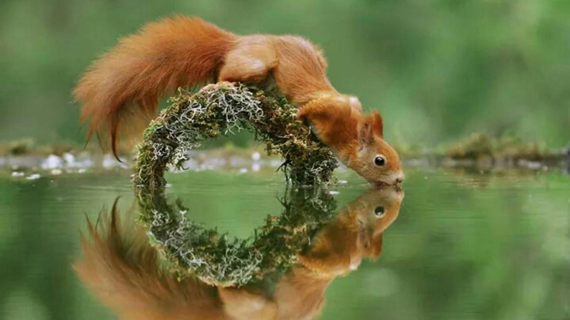 Squirrel Drinking Water Wallpaper