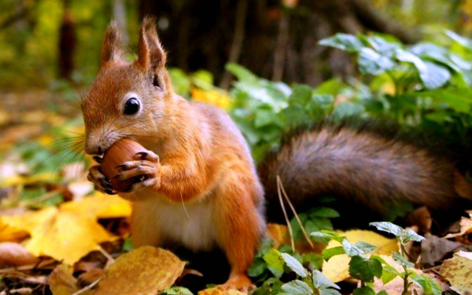 Squirrel Eating Food Wallpaper