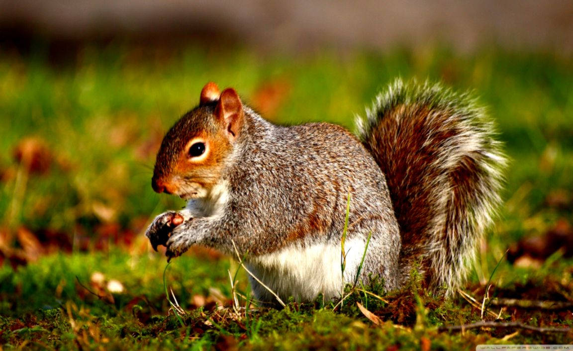 Squirrel Eating Nut In Grass