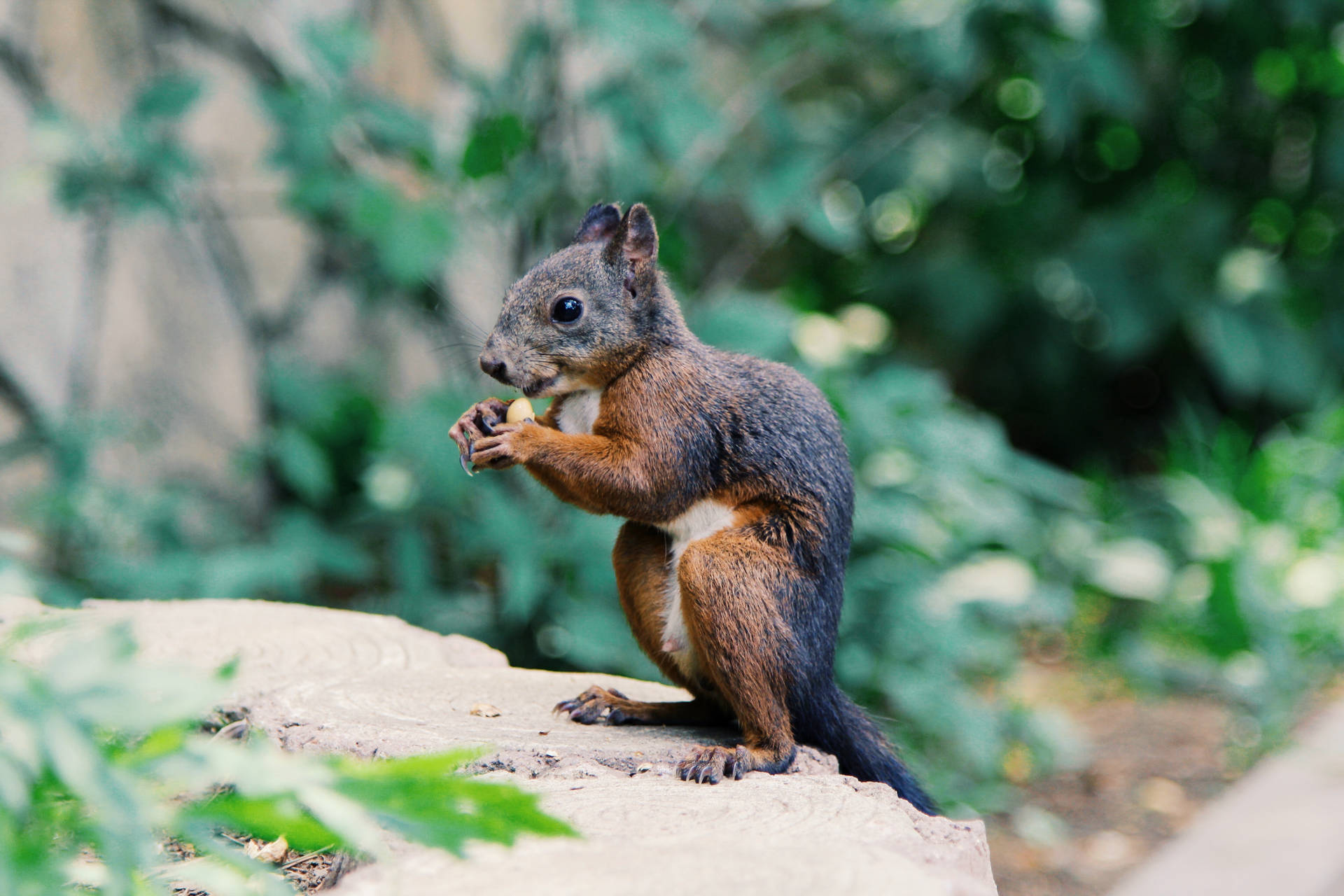 Squirrel Food Snack Wallpaper