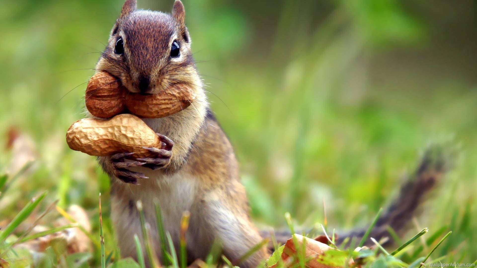 Squirrel Holding Peanut Wallpaper