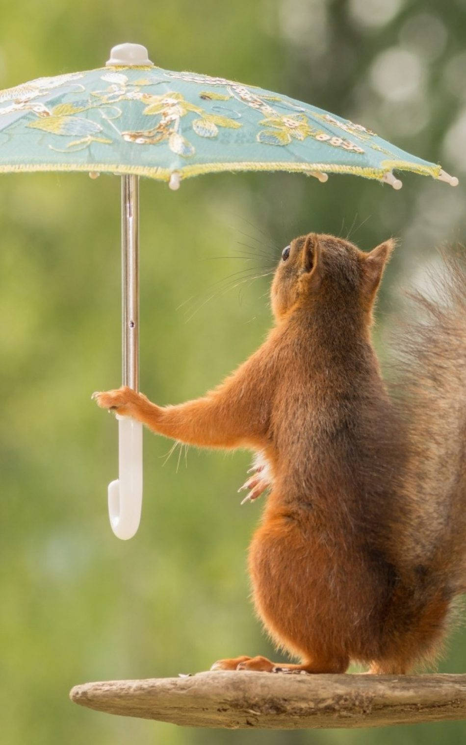 Squirrel Holding Umbrella Wallpaper