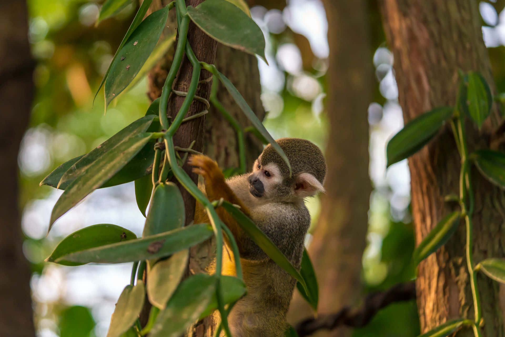 Squirrel_ Monkey_ Amidst_ Foliage.jpg Wallpaper