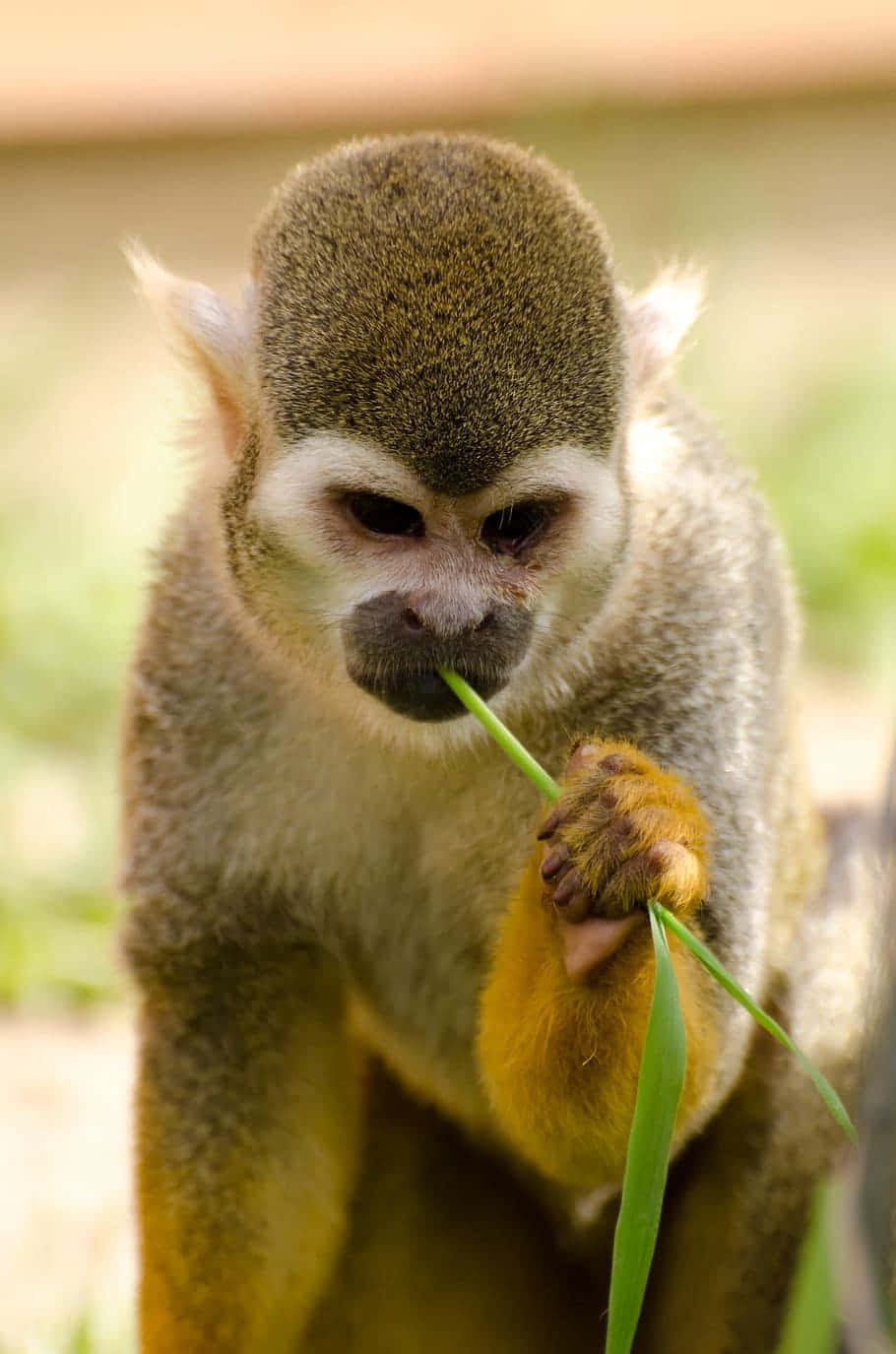 Squirrel Monkey Contemplation.jpg Wallpaper