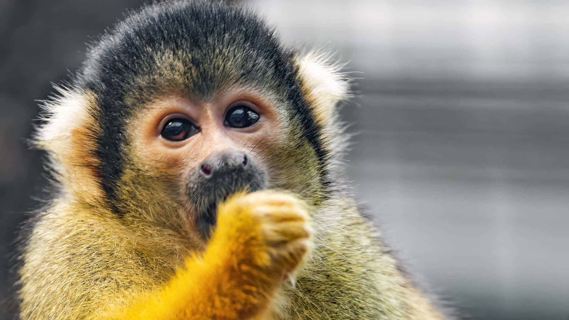 Squirrel Monkey Eating Wallpaper