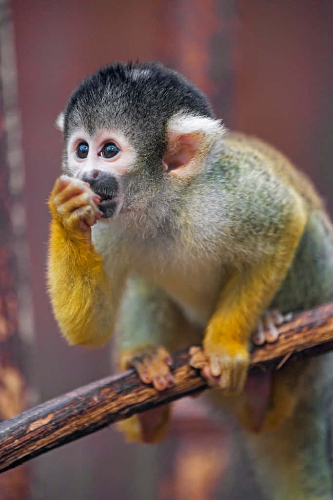 Squirrel Monkey Eating Wallpaper