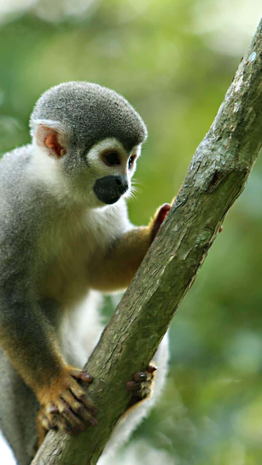 Squirrel Monkey On Branch.jpg Wallpaper