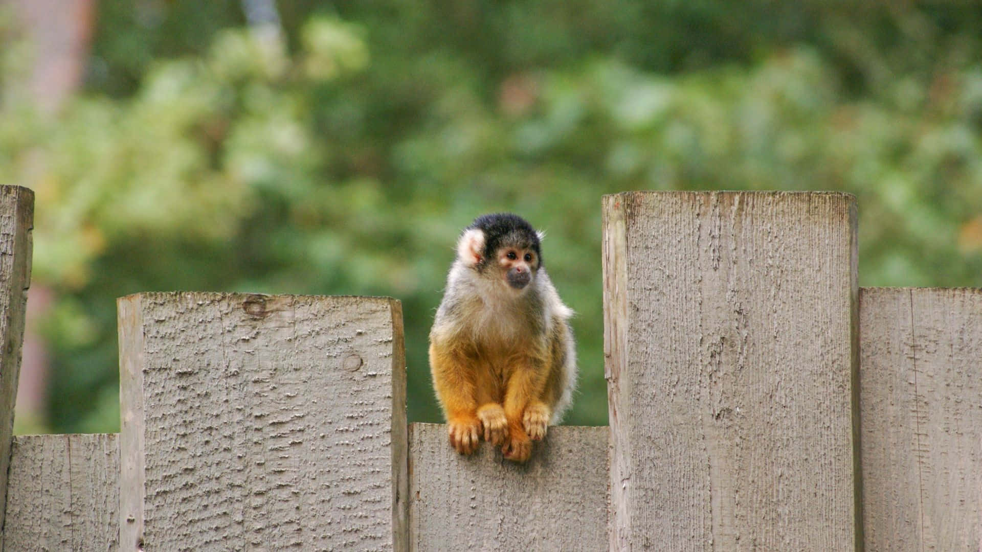 Squirrel_ Monkey_ On_ Fence Wallpaper