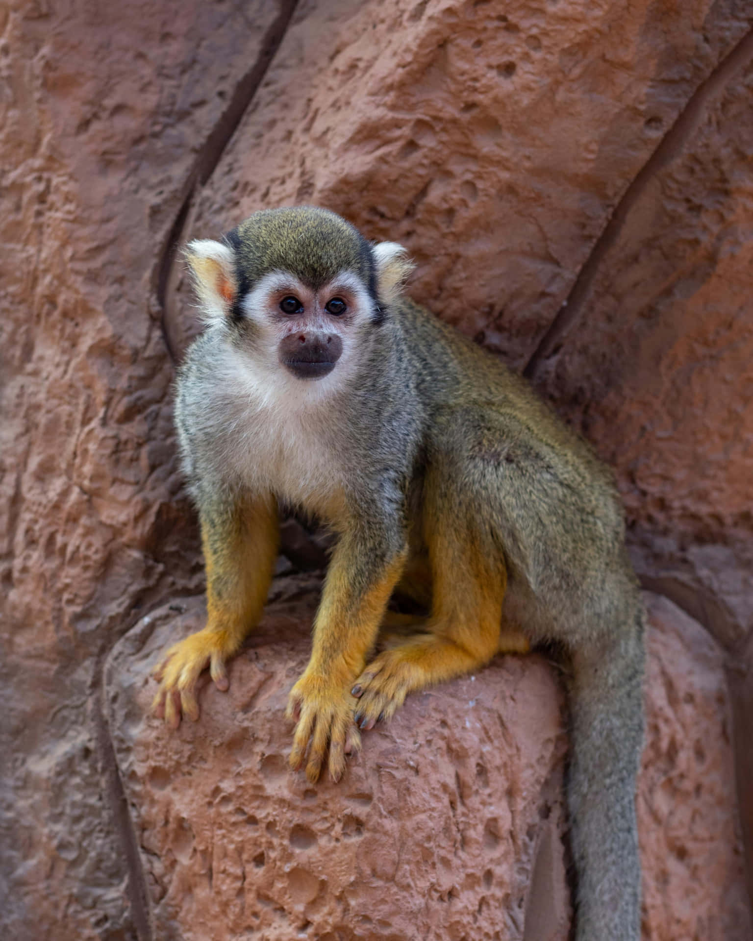 Squirrel Monkey On Rock Wallpaper