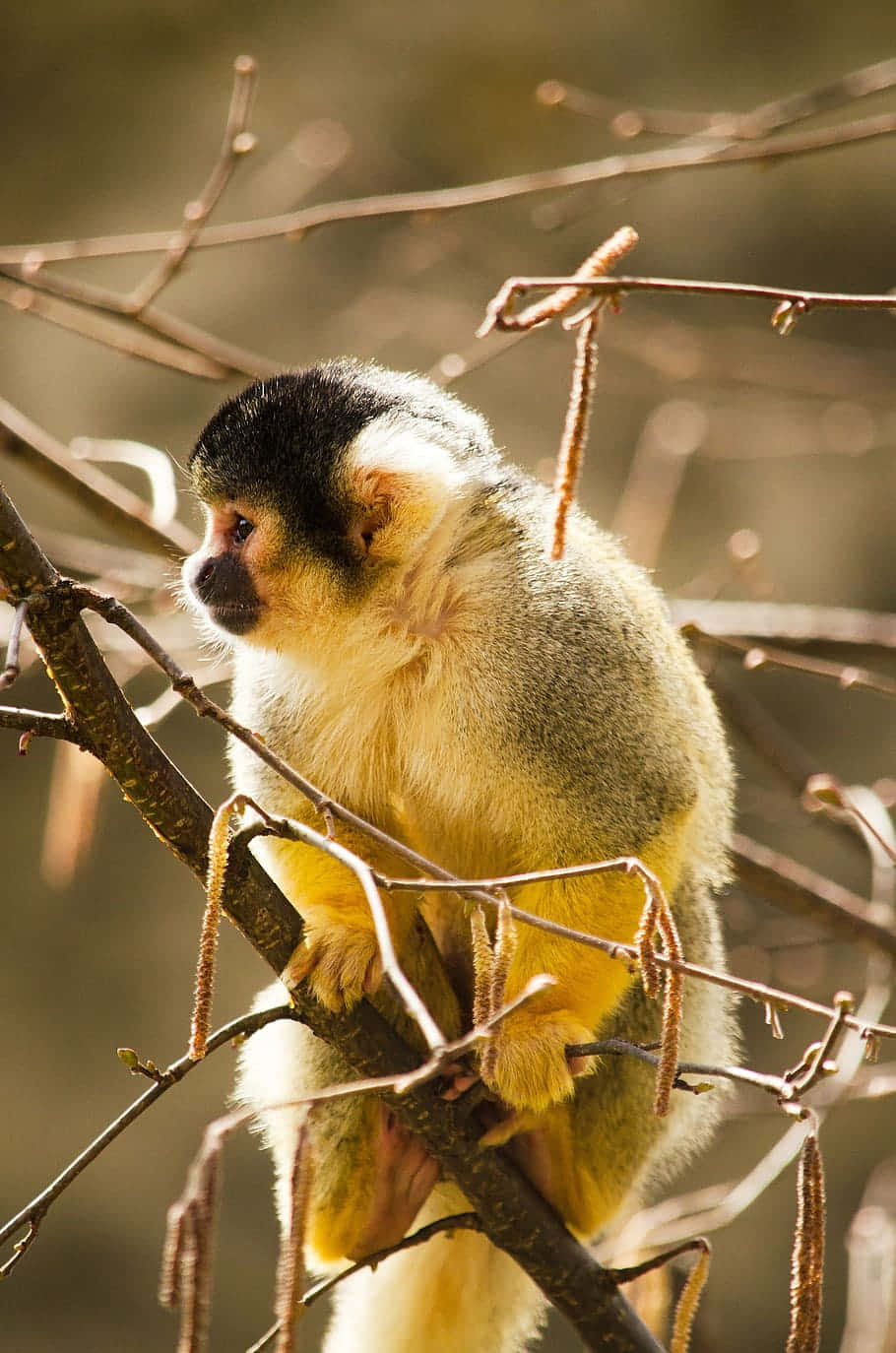 Squirrel_ Monkey_ Perched_in_ Tree Wallpaper