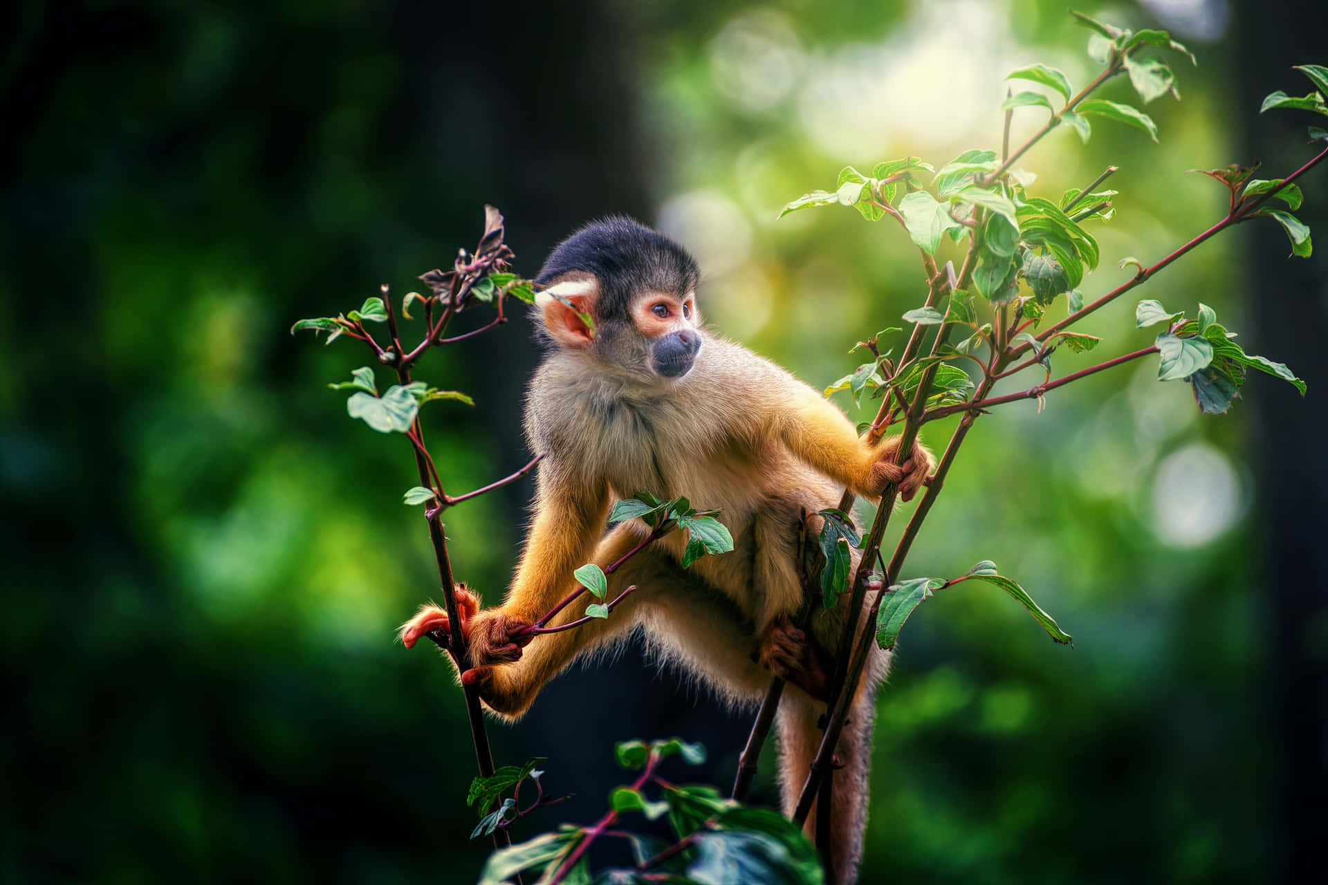 Squirrel_ Monkey_ Perched_on_ Branch.jpg Wallpaper