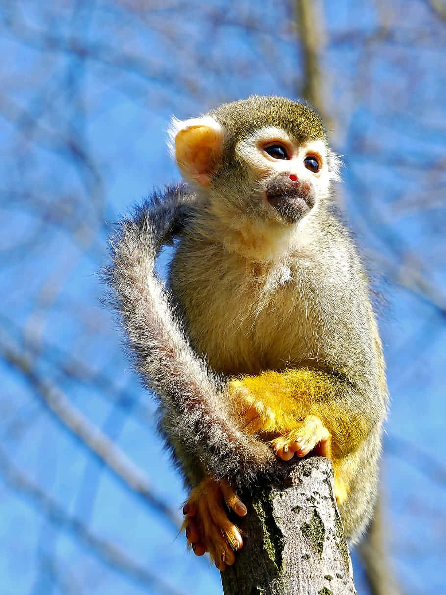 Squirrel_ Monkey_ Perched_on_ Tree Wallpaper