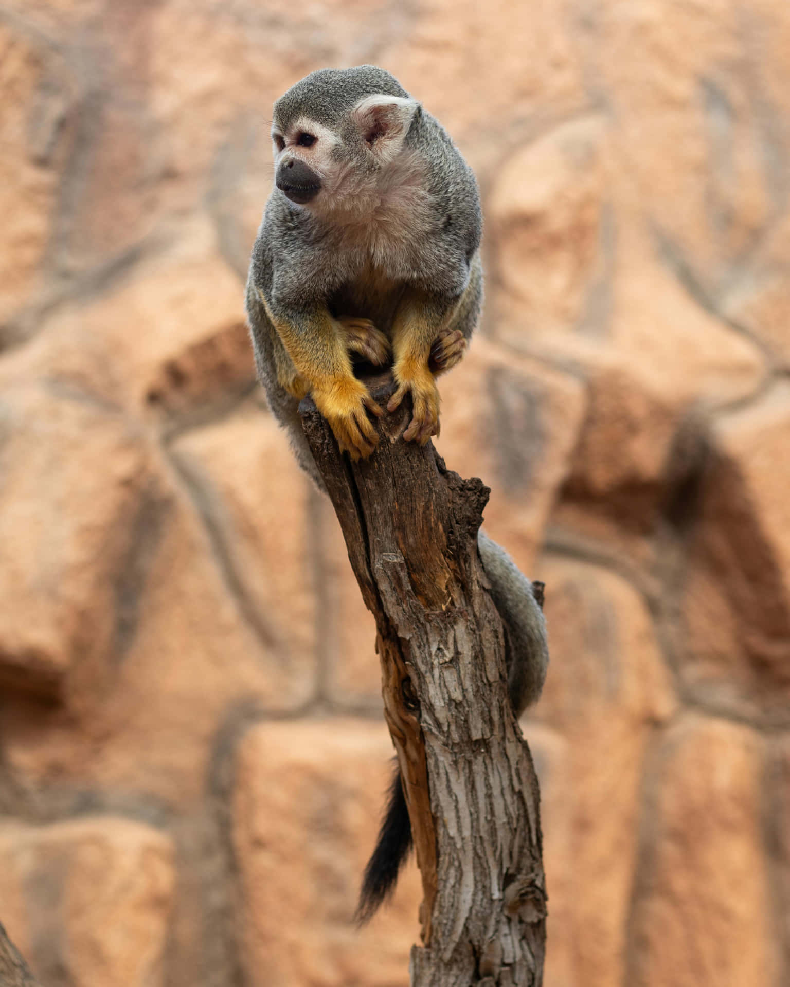 Squirrel Monkey Perchedon Tree Wallpaper