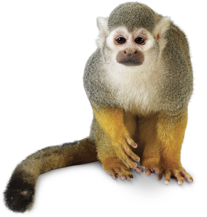 Squirrel Monkey Portrait PNG