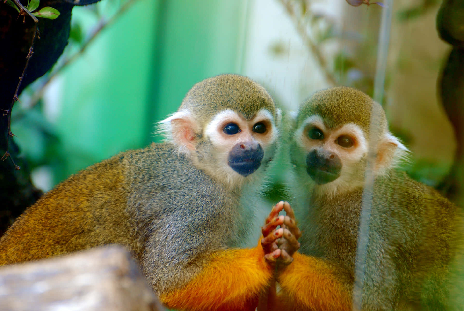 Squirrel Monkey Reflection Wallpaper