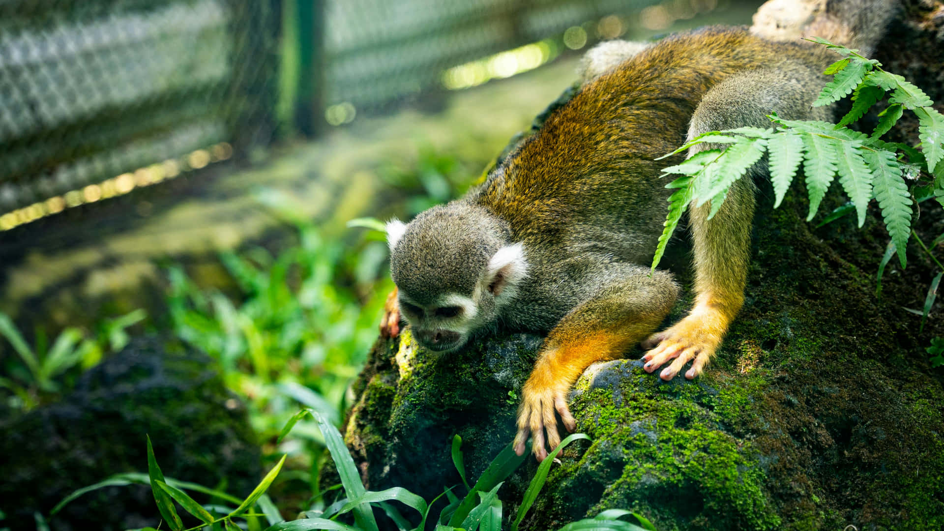 Squirrel_ Monkey_ Resting_on_ Tree Wallpaper