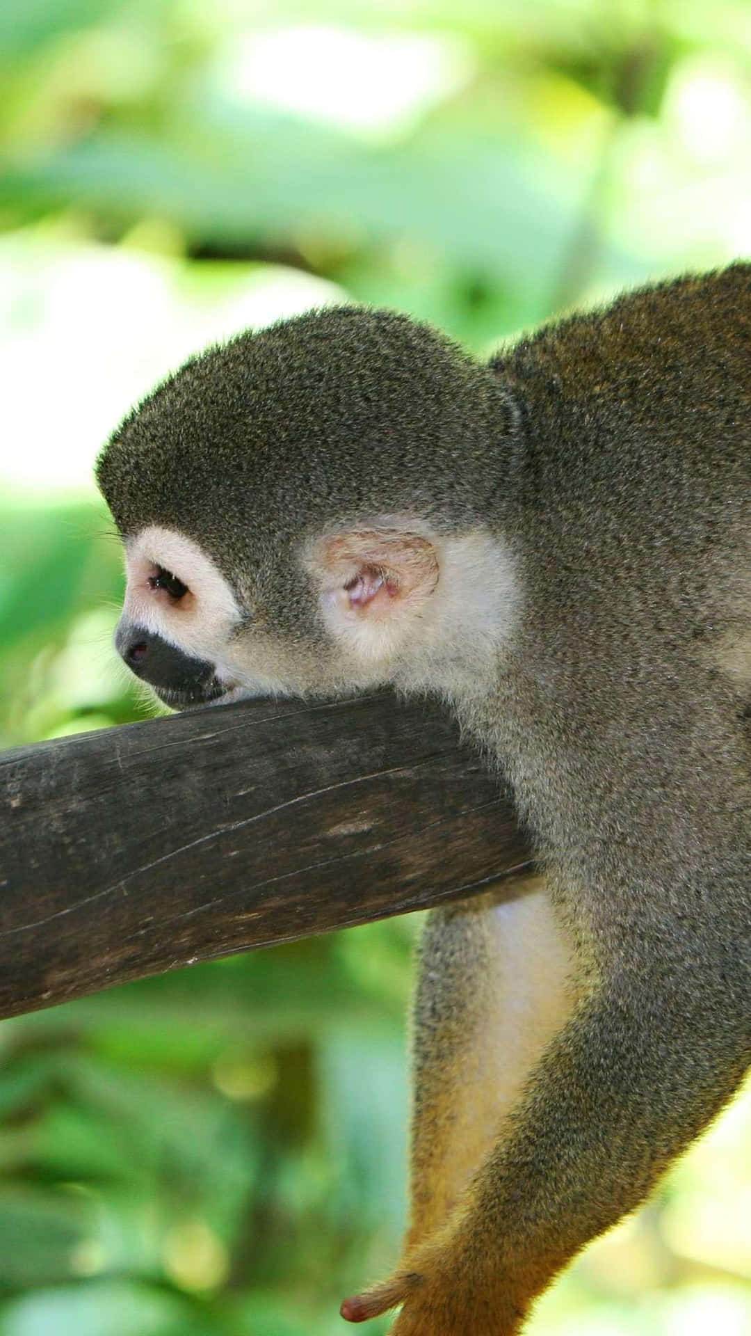 Squirrel Monkey Restingon Branch.jpg Wallpaper