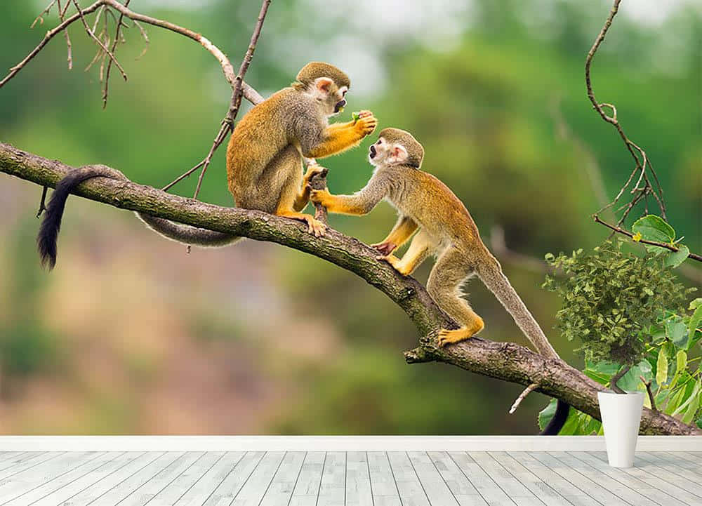 Squirrel Monkeys Branch Interaction.jpg Wallpaper