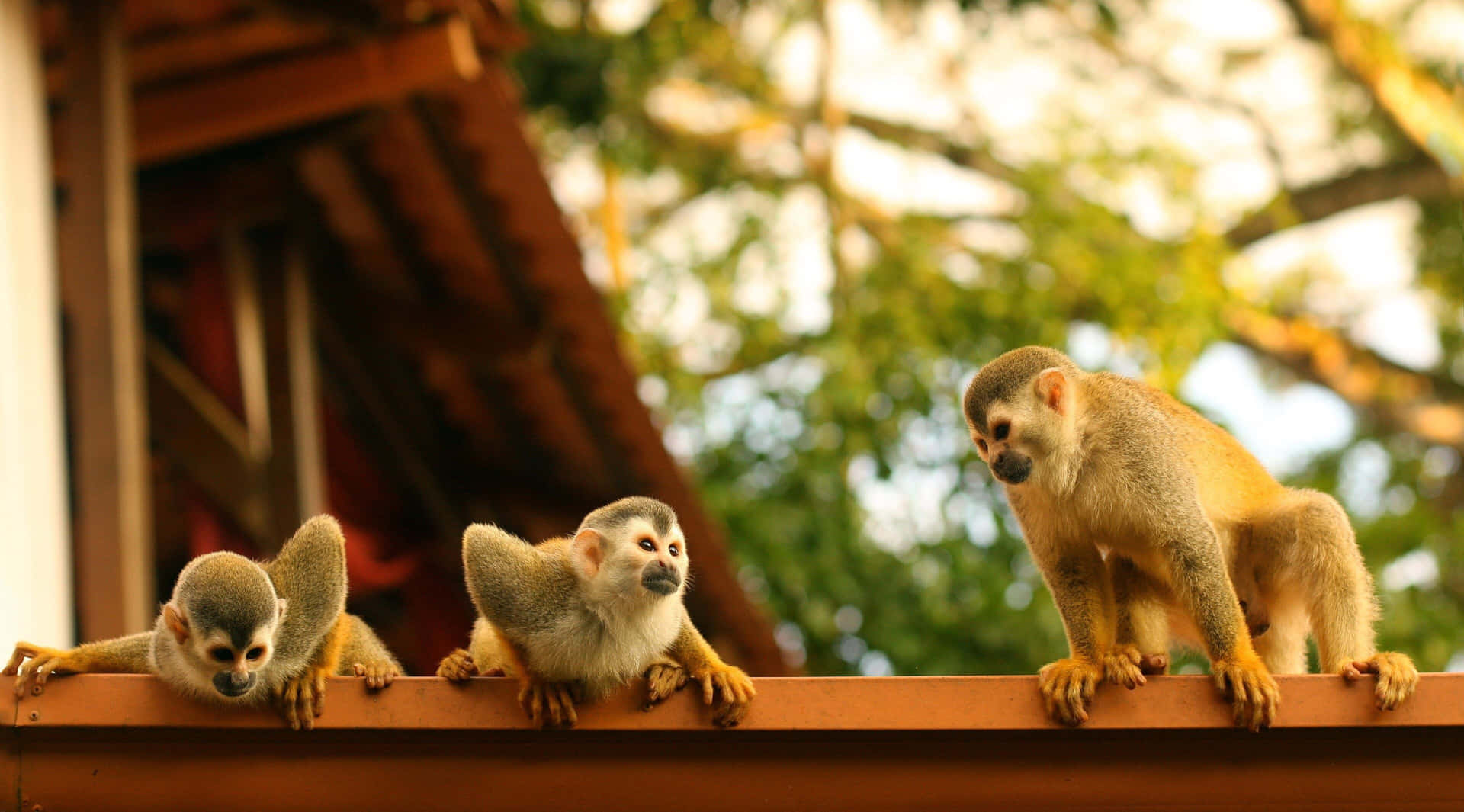 Squirrel_ Monkeys_ On_ Ledge Wallpaper